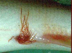 Camallanus oxycephalus駝形線蟲
<br>圖片參考來源：http://www.pleco.de/krankheiten/krankheitenundparasiten.htm