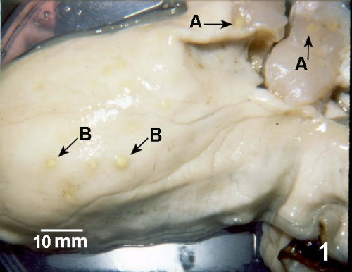 Nocardiosis在內收肌(A)及體壁(B)的病灶
<br>圖片參考來源：http://www.pac.dfo-mpo.gc.ca/sci/shelldis/images/nocaroy1.jpg