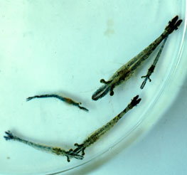 Protozoea, mysis, early PL stages嚴重感染MBV時，會出現白色的中腸<br>
圖片參考來源：http://library.enaca.org/Health/FieldGuide/html/cv035sph.htm