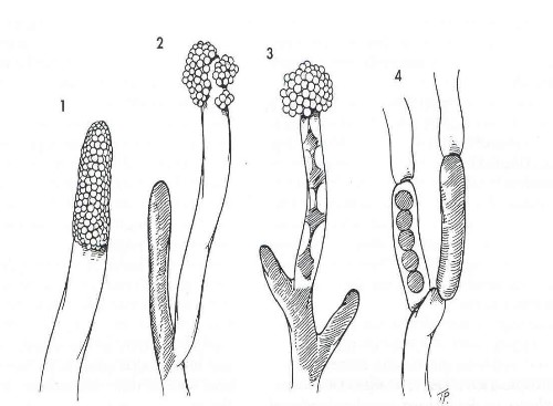 魚類病原性卵菌綱(<i>Oomycetes</i>)的游走孢子囊特徵可用來區分下列四個屬，1. Saprolegnia水黴菌屬，2. 綿黴菌屬(<i>Achlya</i>)，3. 絲囊黴菌屬 (Aphanomyces)，4. 細囊黴菌屬 (Leptolegnia)。圖片參考來源：(取材至Noga EJ: Fungal and algal diseases of temeratte freshwater and estuarine fishs. In Stoskopf MK, editor: Fish medicine, Philadelphia, 1993, WB Saunders, pp. 278-283