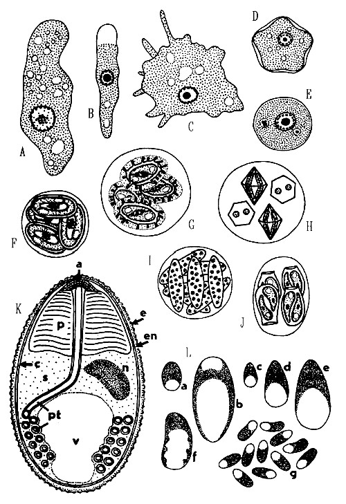 A -鯇內變形蟲Entamoeba ctenopharyngodoni - trophozoite; B – 棘阿米巴Hartmanella vermiformis - trophozoite; C -條足桿變蟲Vexillifera bacillipedes - trophozoite; D -多食棘阿米巴Acanthamoeba polyphaga-cyst; E - Vahlkampfia debilis - cyst; F - Goussia carpelli; G - Calyptospora funduli; H - Crystallospora crystalloides; I 