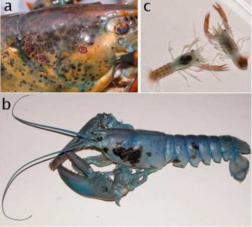 圖片參考來源：http://www.bio.umass.edu/biology/kunkel/pub/reprints/LobsterWorkshopMS-jgk.pdf