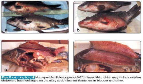 圖片參考來源：http://www.fao.org/docrep/005/y1679e/y1679e00.htm<br>Asia Diagnostic Guide to Aquatic Animal Diseases (FAOFISHERIESTECHNICALPAPER 402/2) FAO and NACA 2001