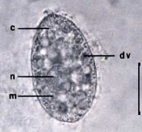 圖片參考來源：http://vitawater.ru/aqua/ill/tetrahym.shtml
<i>Tetrahymena pyriformis</i>  n為大核，m為小核，c為口器，dv伸縮泡
右邊bar大小約15 uM