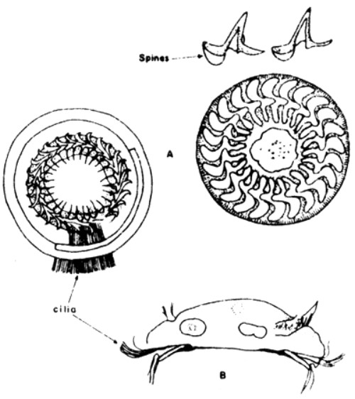 圖片參考來源：http://www.fao.org/docrep/field/003/Q8694E/Q8694E04.htm
Trichodina sp 正面(A)及側面(B)