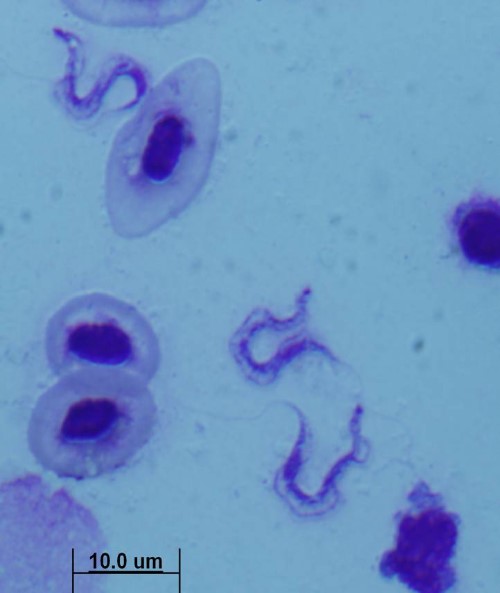 圖片參考來源：http://tolweb.org/images/Kinetoplastida/98013
<i>Trypanosoma. carassii</i>