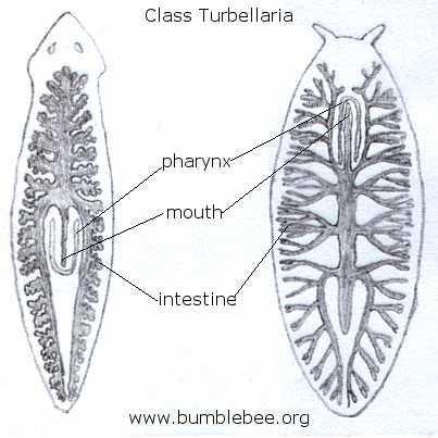 圖片參考來源：http://www.bumblebee.org/invertebrates/PLATYHELMINTHES.htm