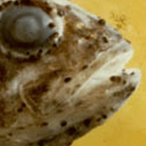 圖片參考來源：http://www.fish-medonline.com/parasitic
體表出現黑點