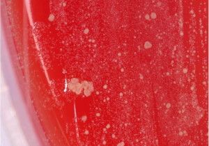 ( 版權為謝嘉裕所有，本所已取得使用版權)