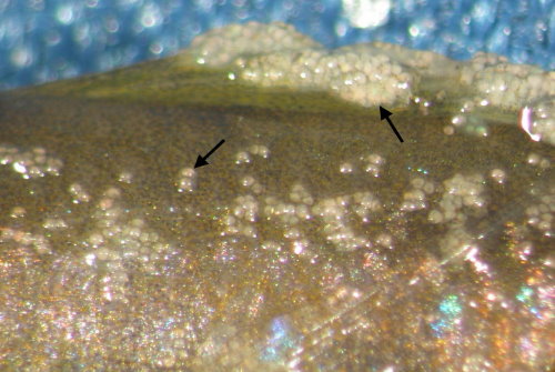 Fig 1皮膚與鰭部可見乳白色之結節(nodule)有時單一存在、有時呈團狀(箭) (版權為趙嘉本所有，本所已取得使用版權)