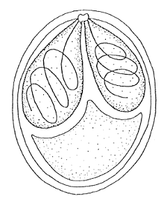 圖一：<em>Myxobolus</em> spp 其結構為2個polar capsules 其內含有polar filament。圖參考來源：Molnár 2002