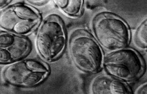 圖二：<em>Myxobolus</em> spp 大小一般在長為12-15µm 、寬:5-7.5µm。圖參考來源：Molnár 2002