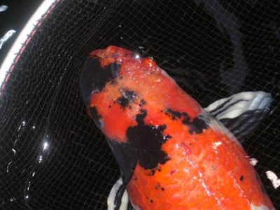 圖片參考來源：http://www.koi.com.my/cgi-bin/koiforum/gforum.cgi?post=77882;search_string=thomasysl;guest=16506667
