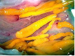 Adult <i><u>Pomphorhynchus</i><u> in a<u> Bluefish</u> (<i>Pomatomus saltatrix</i>)圖片參考來源：http://www.fishdisease.net/fd/disease_images/image.php?img_id=446