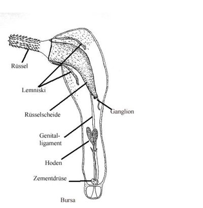 Translation to german of <u>Image:Corynosoma drawing.jpg</u> (Drawing of morphology of Corynosoma wegeneri. Dr N.    Campbell, University of Aberdeen, Scotland,UK)