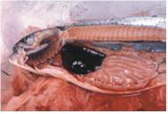 病魚出現鰓絲蒼白、肝臟j微腫(slight swelling)顏色呈暗棕到黑色之變化。 Picture courtesy of Dr. David Bruno.