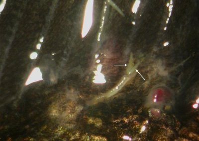 金目鱸 寄生於魚體之錨蟲僅有母蟲，其蟲體未端可見一對卵囊(箭)，因其寄生常引起體表之明顯外傷。(版權為趙嘉本所有，本所已取得使用版權)