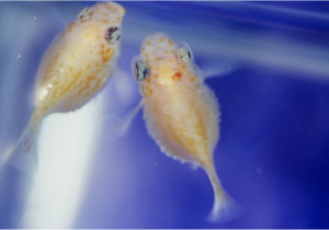( 版權為謝嘉裕所有，本所已取得使用版權)