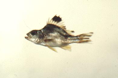嚴重畸形之幼魚(花身雞魚)，邵廣昭(中央研究院動物研究所)採樣地點核二場出海口