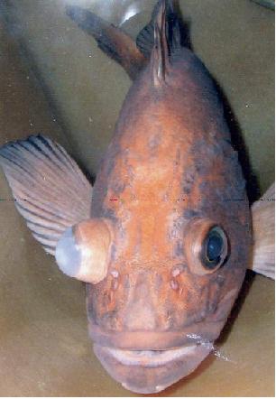 圖 2 rockfish 於慢性氣泡病中(chronic gas bubble disease)可見兩眼凸出(bilateral buphthalmos, exophthalmos)且右眼同時具角膜混濁Grahn 2007。
