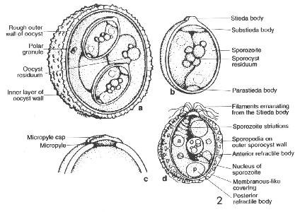 芽孢化卵囊 圖片參考來源：http://www.saxonet.de/coccidian/oocyst.htm
圖1.a&c 芽孢化卵囊、b&d 孢母細胞( sporocyst) 圖片參考來源： http://biology.unm.edu/ biology/