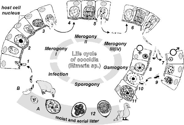 圖片參考來源：http://www.saxonet.de/ coccidian/oocyst.htm <br/>
圖2. 艾美球蟲生活史