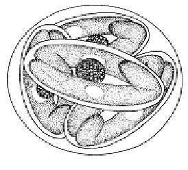 Goussia  spp. <br/>
Systematic Parasitilogy, 2003, 55:11-18.