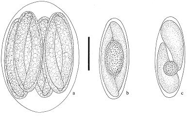 Diagrammatic illustration of the oöcyst and sporocysts of Goussia vanasi (Landsberg et Paperna, 1987): a. sporulated oöcyst; b.
sporocyst after 24 h sporulation; c. sporocyst after 48 h sporulation. Scale-bar: 5 μm.
Systematic Parasitilogy ,59:75-80 ,2004.