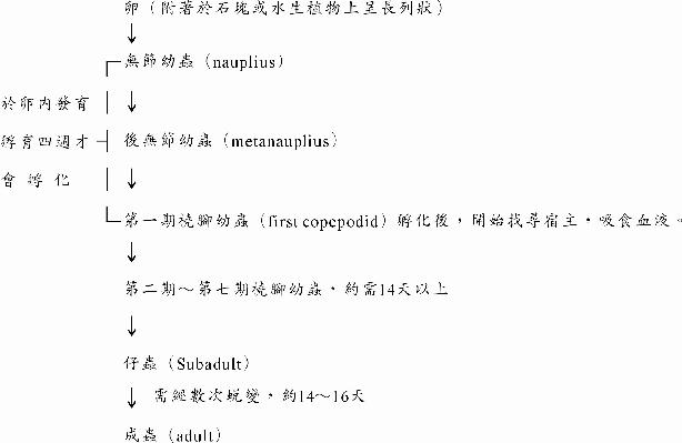 圖1-1.　淡水魚虱（Argulus spp.）生活史
