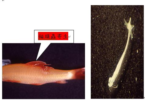錨頭蟲( Lernaea  spp.)寄生於背鰭周圍組織