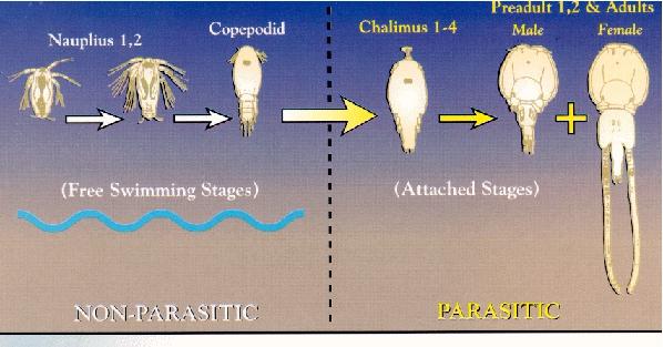 圖5.  The life cycle for L. salmonis includes nauplii, copepodid,
                     calimus, preadult and adult stages
                <br />
                hppt://www.upei.ca