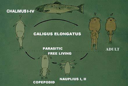 圖3.  The life cycle for C. elongatus includes nauplii, copepodid,
                     calimus, and adult stages.
                <br />
                hppt://www.upei.ca