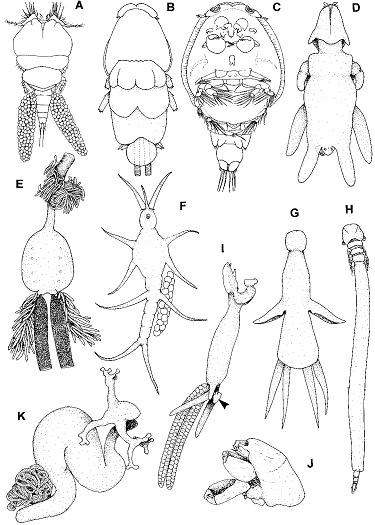 圖4（左圖）.  L. salmonis                圖2-1（右圖）.   C. elongates　<br/>
hppt: // www.upei.ca