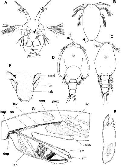 Range of gross morphology of copepod families parasitic on fishes. A. Bomolochidae,
B. Pandaridae. C. Caligidae. D. Chondracanthidae female with male attached. E. Sphyriidae.
F. Philichthyidae. G. Lernanthropidae. H. Kroyeriidae. I. Lernaeopodidae female, showing maxillary
arms holding bulla (b) 