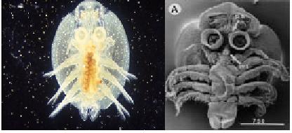 Larval stages. A. Planktotrophic nauplius (NVI) of Ergasilidae, showing feeding process
(arrowed) on coxa of antenna. B. Lecithotrophic nauplius of Lepeophtheirus (Caligidae), showing
paired balancers (arrowed). C. First copepodid larva of Lepeophtheirus. D. Chalimus larva of
Lepeophtheirus, show