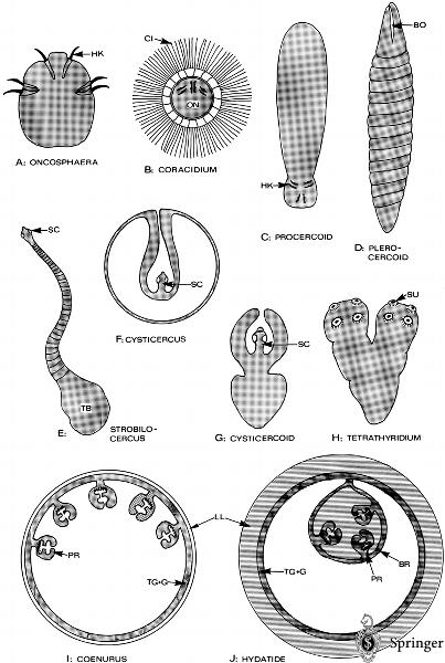 圖2：A 六鉤幼蟲. B 鉤球呦. C 原尾呦. D 裂頭呦
Different larval stages of Eucestoda. BO, bothria (sucking grooves); BR, CI, G, germinative layer (consisting of undifferentiated cells inside TG); HK, hooks of oncophaera; LL, laminar layer (not cellular); ON, PR, protoscolices; SC, SU, sucker; TB, terminal bladder; 
