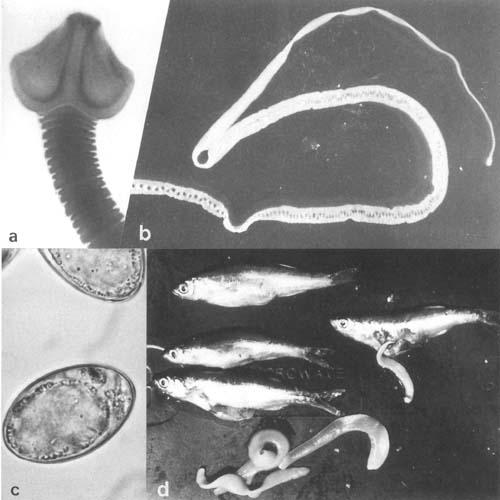 Tape worms (Cestoda): a. Scolex of Bothriocephalus acheilognathii from carp, Transvaal, South Africa (by courtesy of J.G. Van As). b. B. acheilognathii, whole worm (living) from farmed carp, Israel. c. Embryonated eggs of b. d. Ligula sp. from Rastrineobola argenteus from L. Victoria. Infected fish 