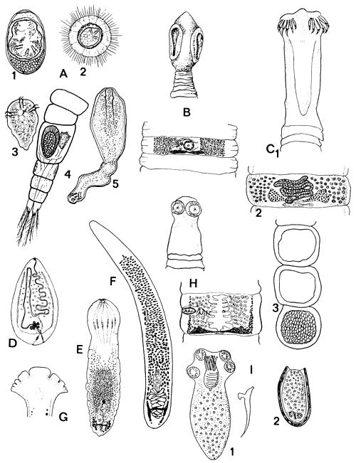 Tape worms (Cestoda): Bothriocephalus aegypticus: A. egg (60×40 μm) (1), coracidium (60×70 μm) (2), onchosphere removed from (3) and inside the body cavity of Mesocyclops (4) and 7-day old procercoid (350×80 μm) from the Mesocyclops B. Scolex, C. mature proglotid (after Rysavy & Moravec, 1975). C. P