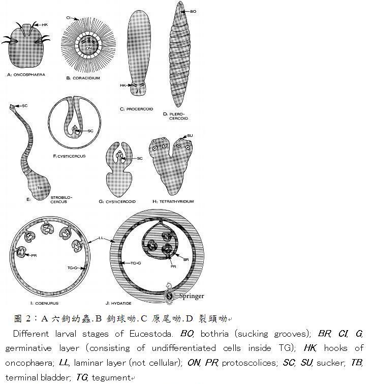 圖片參考來源：http:// parasitology. Informatik.uni-wuerzburg.de