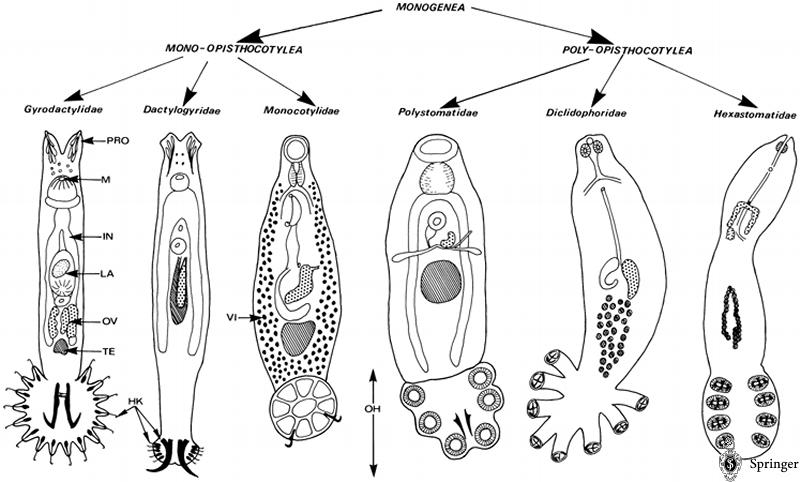 Fig1Monogenea. Diagrammatic representation of specimens of different monogenean families and their relations. HK, hooks; IN, intestine; LA, larva; M, mouth; OH, ; OV, ovary; PRO, ; TE, testis; VI, vitellarium <br/>圖片參考來源：
http://informatik. uni-wuerzburg.de