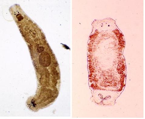 fig.5-2 擬指環蟲( Pseudodactylogyrus spp.) <br/>
 圖片參考來源：http:// park.ecc.u-tokyo.ac.jp