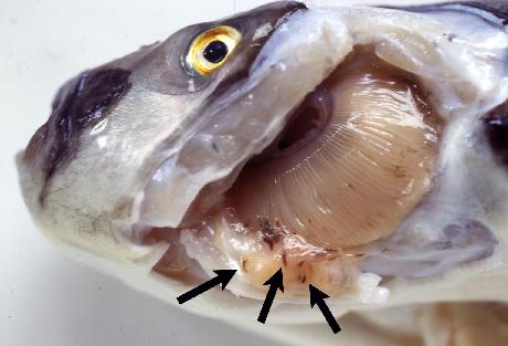fig.6-1異溝盤蟲(Heterobothrium spp.)寄生於 tiger puffer ( Takifugu rubripes)之鰓腔壁上