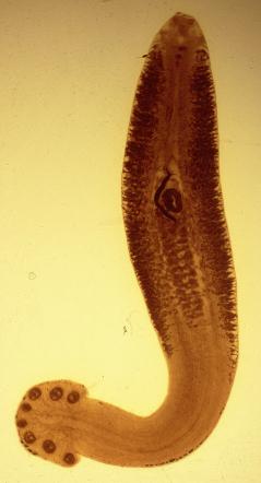 fig.6-2異溝盤蟲(Heterobothrium spp.)