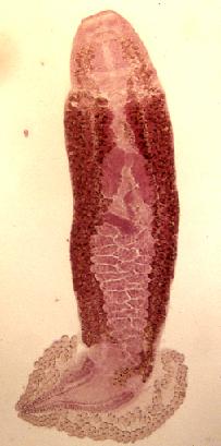 Fig.7 寄生於紅鯛鰓部之雙陰道蟲( Bivagina spp.)