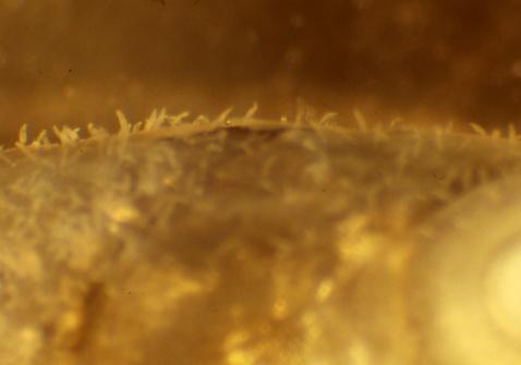fig. 2-2. NumerousGyrodactylus sp. on the body surface of carp.圖片參考來源：
(Photos by K. Ogawa)