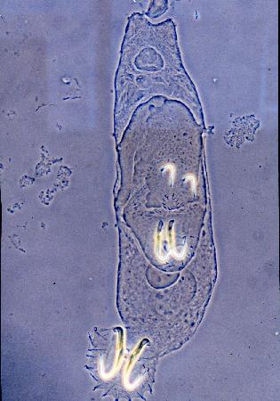 fig 2-1. Three pairs of hooks in one individual ofG. kherulensis were seen.