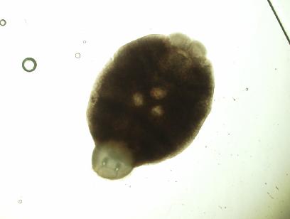 fig.3-2 貝尼登蟲(Benedenia spp.)