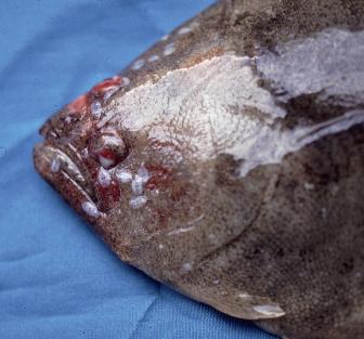 fig.4-1 新貝尼登蟲(Neobenedenia girellae)寄生於japanese flounder 體表 <br/>
http:// park.ecc.u-tokyo.ac.jp
