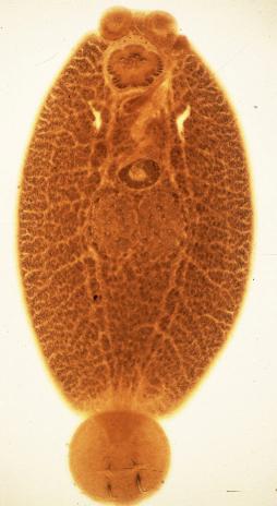 fig4-2新貝尼登蟲 (Neobenedenia girellae) .