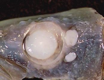fig.4-3新貝尼登蟲(Neobenedenia girellae)寄生於japanese flounder 眼睛周圍